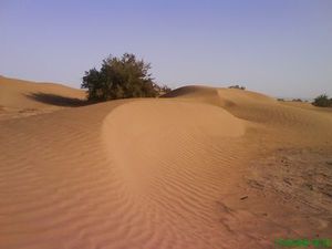 dune 2