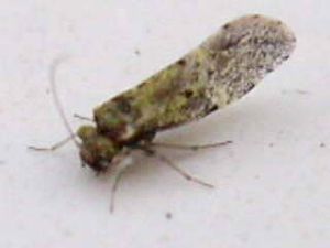 psocoptère ou microlépidoptère (4)