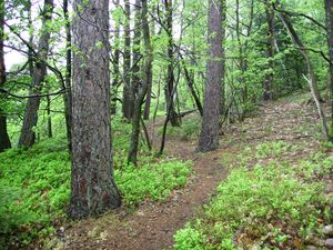 20100506 my place (16)