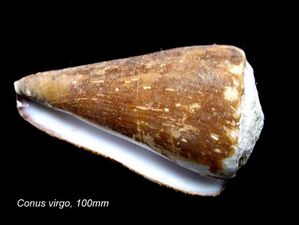 Conus-virgo-100mm-Philippines