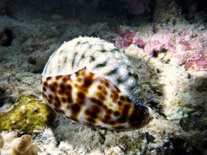 Gasteropode-Cypraea-tigris-vivante-Philippines-03