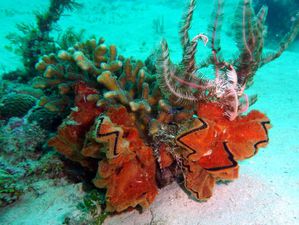 Mollusques-Bivalves-Huitre-zig-zag-Philippines