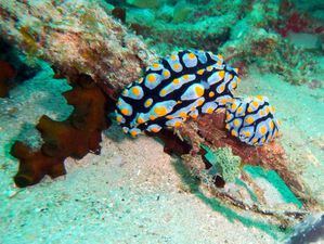 Nudibranches-couple-Phyllidia-varicosa-01