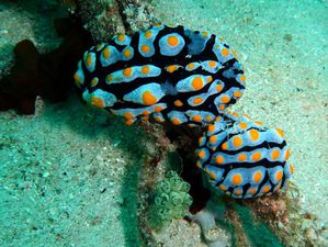 Nudibranches-couple-Phyllidia-varicosa-03