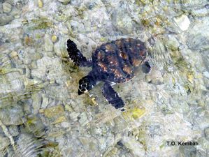 Tortue-imbriquee-bebe