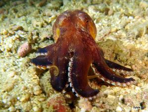 Octopus-Philippines-10