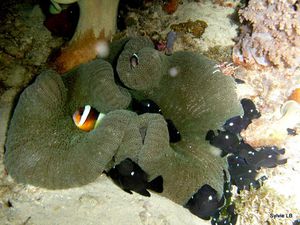 anemone-poissons-nuit-01