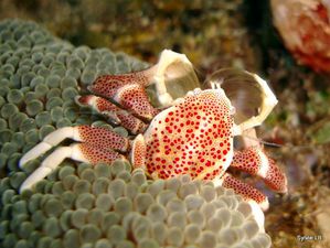crabe-porcelaine-anemone-01