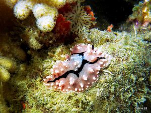 Nudibranche-Phyllidiella sp.