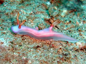 Nudibranche-Hypselodoris-bullockii-Philippines-02