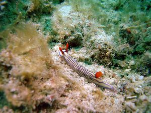 Nudibranche-Hypselodoris-sp-Philippines-01