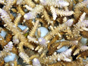 Acropora-coraux-oeufs-Seiche-Sepia