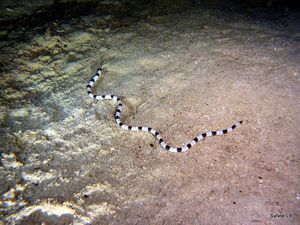 Cobra-de-mer-Laticauda-laticaudata-04