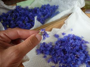 Bleuet,Calendula...et l'amiitée - Mon bonheur c'est le parfum des fleurs !