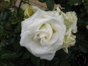 rose-blanche-pluie.jpg