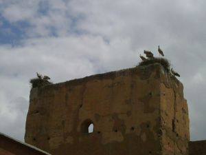 IMG00214-20100613-1534