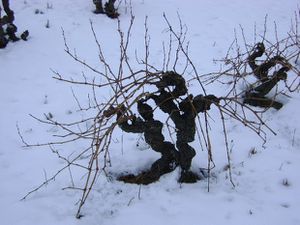 montner sous la neige 109
