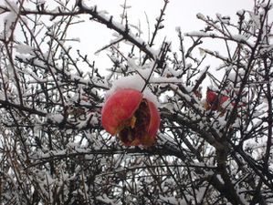 montner sous la neige 52