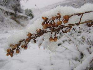 montner sous la neige 96