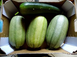 courges-2012.JPG