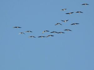 Grues3.jpg