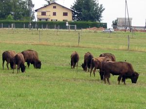 suisse-bisons