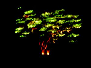 arbre de feu 2010
