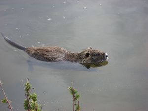 2010-03-04 St Aygulf-070