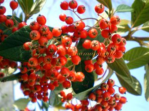 cotoneaster2.jpg