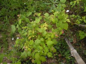 005-copie-4.JPG