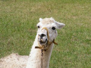 lamas-et-018.JPG