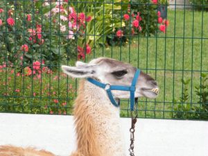 lamas-et-019.JPG