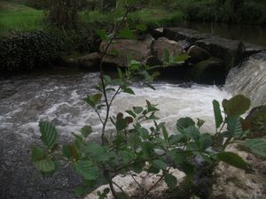 aulne 2-copie-1