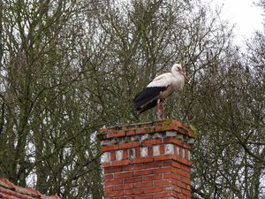 cigogne-sur-cheminee.JPG