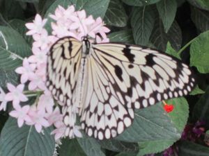 La Serre aux Papillons 19
