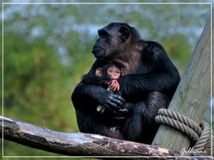 femelle-chimpanze-et-son-petit.jpg