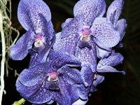 bleu orchidees