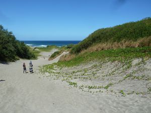 FIJI-Sigatoka-18 avril 2013-sand dune colonized