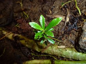 Tahiti-Marau-10 dec 2013-plantule Myrsine sp.
