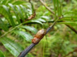 Tahiti-Marau-5 dec 2013-Succinia