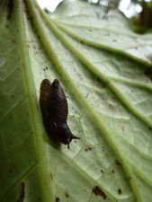 Tahiti-Marau-5 dec 20134-Succinia sous Macropiper