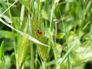 avril2012-coccinelle.jpg