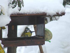 neige-4-.jpg
