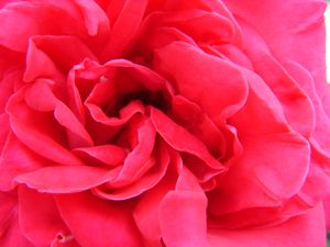 rose 2