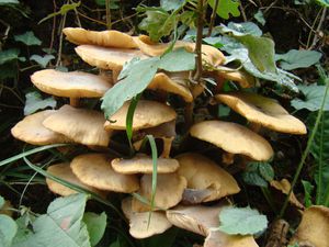 champignons 1