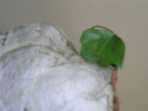 DSCN9329.JPG
