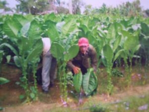 cuba-2-Vinales-005.JPG