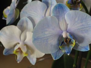 orchidee bleu et blanc jaun