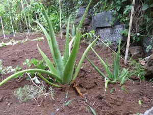 aloe-vera.jpg