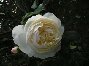 Rosa